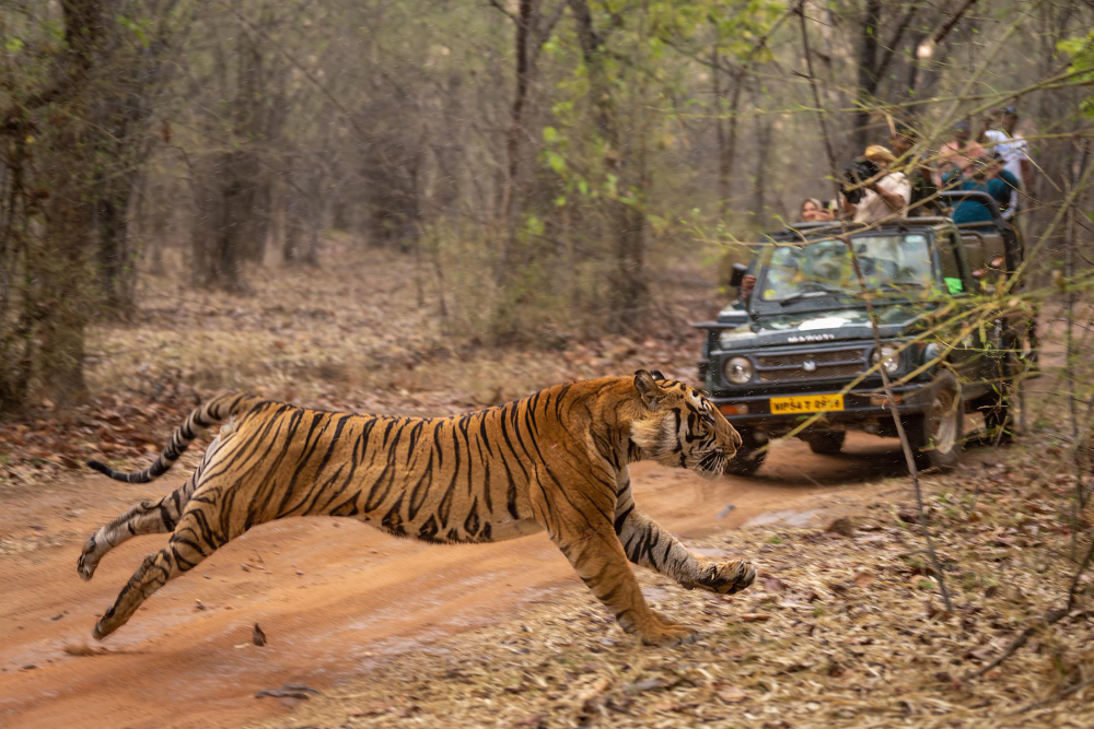 Guide to Sariska Tiger Reserve Safari